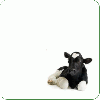 Specialitati pentru bovine - Insamantari bovine