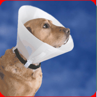 Specialitati animale companie - Coliere elisabetane