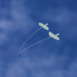 Specialitati animale companie - Catere Tom Cat