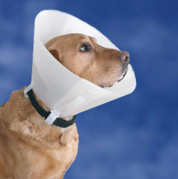 Specialitati animale companie - Coliere elisabetane